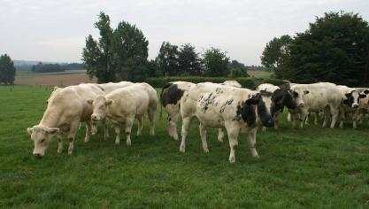 De prijzen voor witblauwe runderen blijven volgens Coevia stabiel.