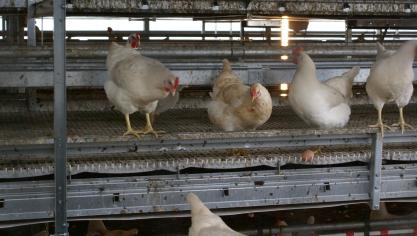 Empro produceert onder andere veevoeder voor de pluimveesector.