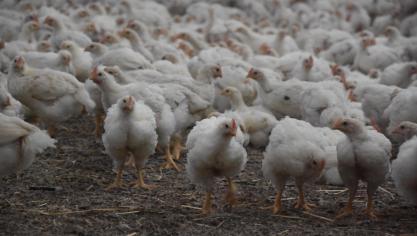 Voor het eerst zijn in 2024 de resultaten gepubliceerd van het antibioticagebruik bij melk- en vleesvee, kalkoenen en bij alle categorieën van kippen in de vlees- en legkolom.