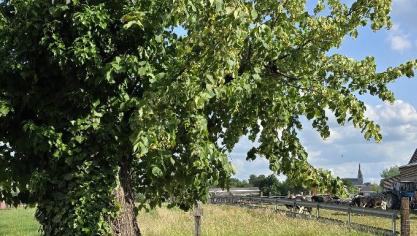 De oude lindeboom, die als huisboom nog steeds voor mijn ouderlijke woning staat.