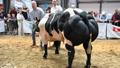 Tresor van Willecomme (Ronaldo), kampioen bij de stieren van Luc David (Tielt).