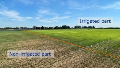 Tijdens de droge zomer van 2022 was het gras veel groener op het deel van het veld waar de onderzoekers subirrigeren met gezuiverd afvalwater.