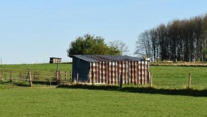 De vrijstelling van vergunning geldt onder meervoor schuilhokken (tot 100 m²) voor runderen.