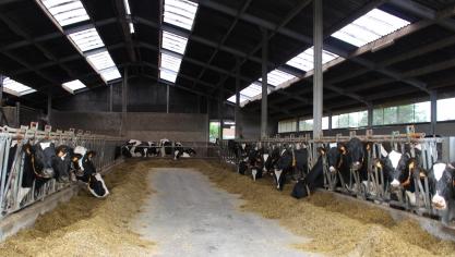 In een eerste fase zal RefWel focussen op de 3 grootste categorieën van landbouwdieren in Vlaanderen: pluimvee, rundvee en varken.
