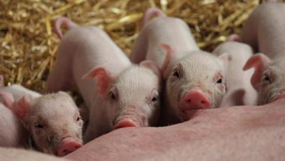 De parvovariant die gevonden is bij de Nederlandse biggen lijkt genetisch het meest op een parvovirus dat in 2012 is gevonden in enkele monsters van ontlasting van vossen in Nederland.