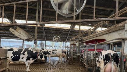 Ventileer op strategische plaatsen, zoals in de wachtruimte voor het melken.