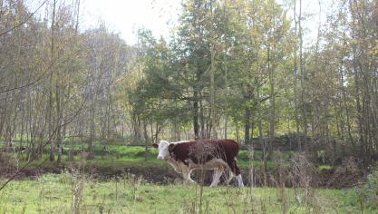 “De vrijwaring van het agrarische gebied van aankopen voor natuur en bos was belangrijk tijdens de boerenprotesten van 2024”, stelt Lode Ceyssens, voorzitter van Boerenbond.