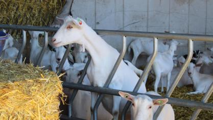 Het aantal biogeiten daalde in Vlaanderen  in 2024 met 33%.