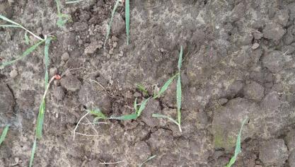 Schade aan andere landbouwgewassen dan maïs en fruitteelt, zoals hier in granen, komt niet meer in aanmerking voor een bestrijdingsvergunning.