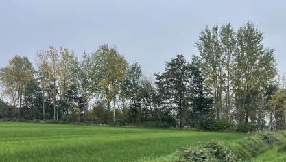 Ruim 23 km nieuwe houtkanten worden aangelegd.