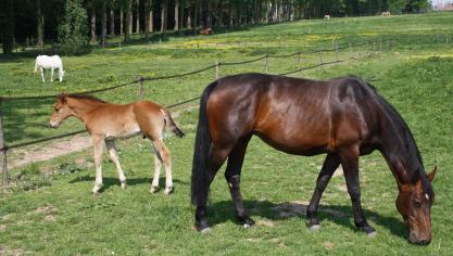 Op een manege in Lokeren is een geval van de besmettelijke paardenziekte equine infectieuze anemie (EIA) vastgesteld.