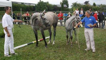 De Open Studbooks-fokkerijwedstrijd voor sportpaarden in Libramont is een venster op de toekomst in een uniek kader.