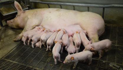 Voor het eerst sinds 1979 zijn er minder dan 10 miljoen varkens in Nederland.
