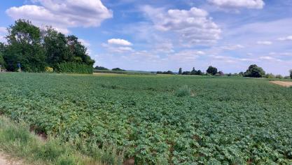Belgapom noteert op 25 juli een prijs van 50 euro/ton (zonder BTW) voor vroege aardappelen.