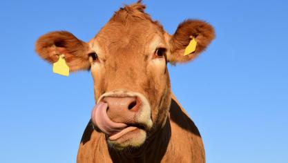 Op 31 juli waren er in België nog geen gevallen van besmetting met nodulaire dermatose.