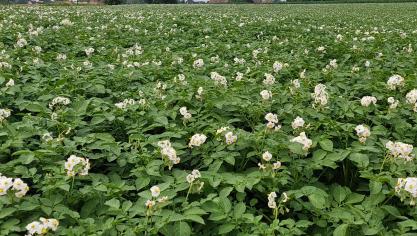 Belgapom heeft op 1 augustus een notering van 15 euro/ton (zonder BTW) voor vroege aardappelen.