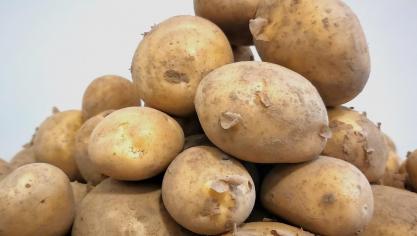 De wet van vraag en aanbod zorgt voor opvallend lage prijzen op de vrije markt voor aardappelen.