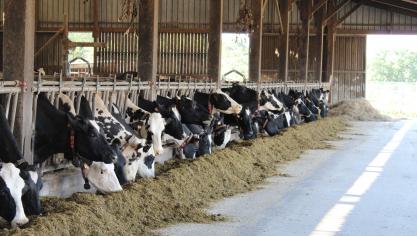 Het blauwtongvirus verspreidt zich opnieuw heel snel in Franse veehouderijen, met voor 2 serotypes samen meer dan 2.000 gemelde infecties in 2 maanden tijd.