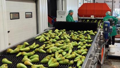 Dit jaar zullen de Belgische fruittelers naar verwachting 32% meer peren en 20% meer appelen produceren dan vorig jaar.