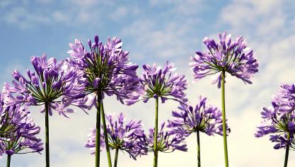 De Agapanthus zorgt voor een flinke scheut zuiderse charme in elke tuin.