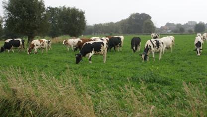 Door middel van beweiding kan je (deels) je ammoniakuitstoot onder het uitstootplafond (de PAS-referentie 2030) van je bedrijf krijgen.