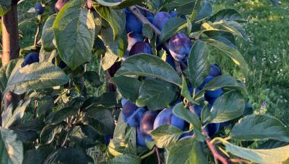 De totale productie van Belgische BelOplum-pruimen wordt dit jaar geschat op 200.000 kg.