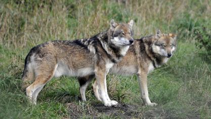 In Limburg zijn de voorbije weken een aantal pony’s doodgebeten door de wolf, aanleiding voor crisisoverleg tussen de betrokken gemeenten, de provincie en het Agentschap Natuur en Bos.