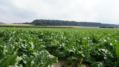 Het KBIVB herinnert eraan dat behandelingen binnen 45 dagen voor de oogst of na 15 september economisch niet meer verantwoord zijn.