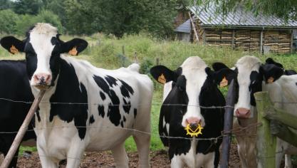 Worminfecties kunnen de groei van jongvee verstoren.