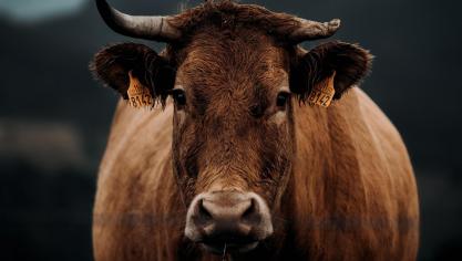 Frankrijk wil alle runderen op Corsica vaccineren tegen de nodulaire dermatose (lumpy skin disease).