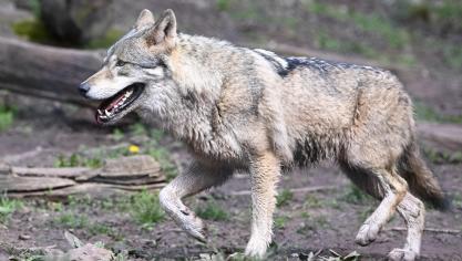 Volgens de organisatoren van de mars op het Natuurhulpcentrum in Oudsbergen, ‘maken die iedereen wijs dat de wolf geen probleem geeft’.