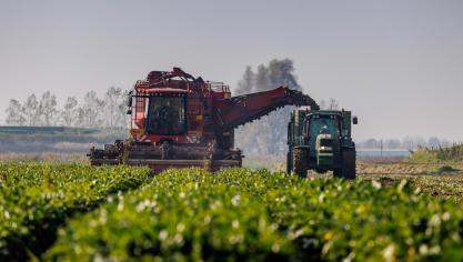 In Nederland startte Cosun Beet Company op 8 september de suikerbietencampagne.