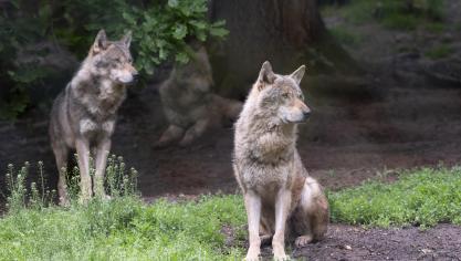 De Waalse Overheidsdienst (SPW) heeft een wolvenkoppel waargenomen in een bos in het Luxemburgse Anlier.