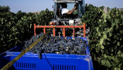 Italiaanse wijnbouwers zouden dit jaar naar verwachting 47 miljoen hl wijn en druivenmost produceren.