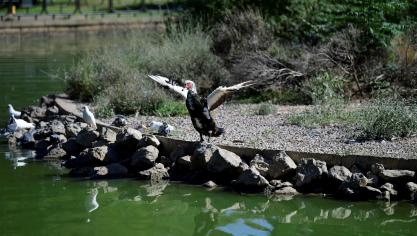 Parken in de Spaanse stad Seville zijn gesloten om een uitbraak van vogelgriep onder controle te houden.