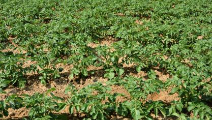Belgapom meldt op 12 september dat er opnieuw geen Belgapomnotering voor vroege aardappelen is wegens een gebrek aan transacties.