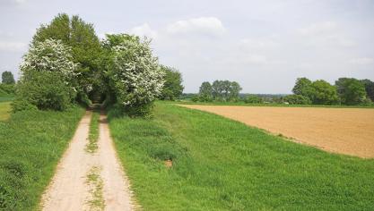 De 10 demoprojecten richten zich op agro-ecologische praktijken en op de kansen en het onderhoud van bufferstroken.