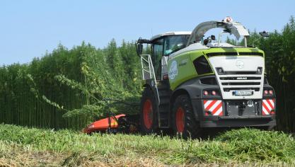 De oogst van hennep is indrukwekkend. De chauffeur rijdt als het ware doorheen een groene hennepmuur.