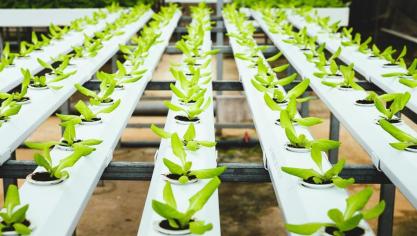 AEP-Pulse ontwikkelt een nieuw productiemodeldat aquacultuur, insectenteelt en tuinbouw combineert in 1 circulair systeem.