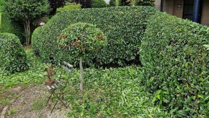 De wat trager groeiende Prunus laurocerasus-cultivars, hier ‘Van Nes’, zijn met 1 jaarlijkse scheerbeurt mooi in vorm te houden.