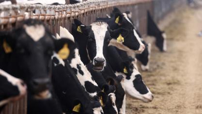 Het aantal melkkoeien in de VS werd opnieuw fors naar boven bijgesteld.