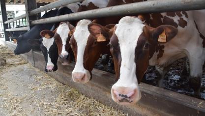 Alle rundveehouders moeten tegen het eind van dit jaar de stikstofuitstoot van hun bedrijf met 5% terugdringen.