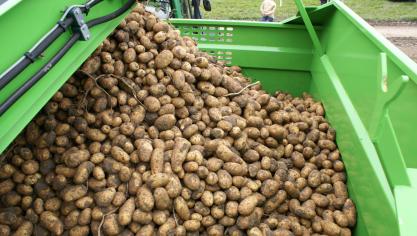 Belgapom meldt op 26 september dat er opnieuw geen Belgapomnotering voor vroege aardappelen is wegens een gebrek aan transacties.