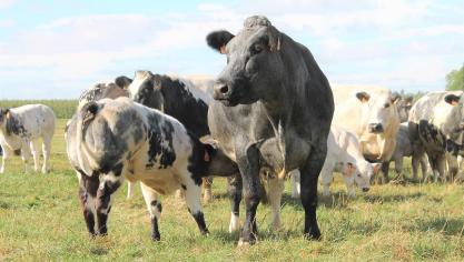 Diergezondheid Vlaanderen meldt dat er nieuwe gevallen van Infectieuze Bovine Rhinotracheïtis (IBR) zijn vastgesteld.