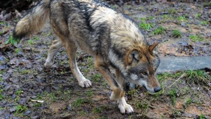 De wolvenmeldingen in Geel en Mol zouden evengoed om een wolfshond of scheper kunnen gaan, zegt Landschap vzw.