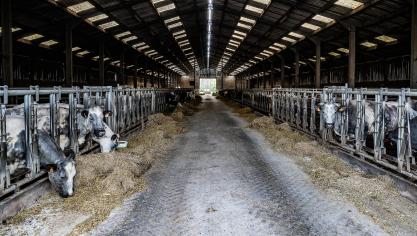 De primaire sector kon zijn uitstoot in 15 jaar met 17% doen dalen, maar zijn aandeel in de totale uitstoot van verzurende gassen steeg naar meer dan de helft in 2023.
