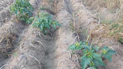 Vanaf volgend jaar moet de doornappel verplicht bestreden worden als er 10 planten of meer per ha staan.