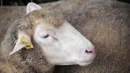 Een schaap in Cornwall is besmet met blauwtong serotype 8, het eerste bevestigde geval van die dierziekte in het Verenigd Koninkrijk.