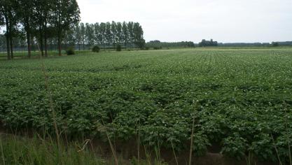 De Belgapomnotering voor vroege aardappelen blijft zeer laag deze week.