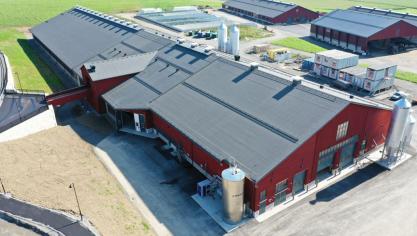 Dankzij de nieuwe  faciliteiten kan  Hamra Farm haar  aantal melkkoeien  bijna verdubbelen.